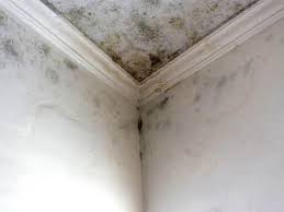 Best Water Damage & Mold Remediation in Huntertown, IN