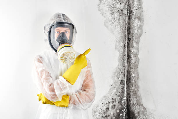 Best Mold Damage Restoration in Huntertown, IN